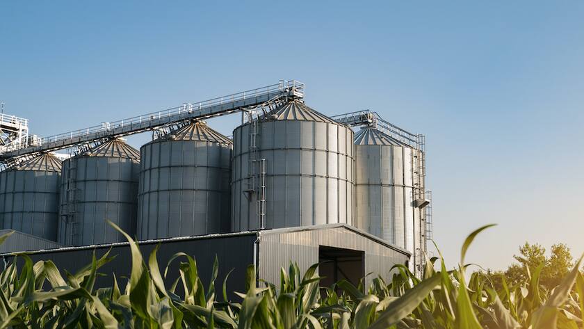 Modern steel silos among corn field in sunset