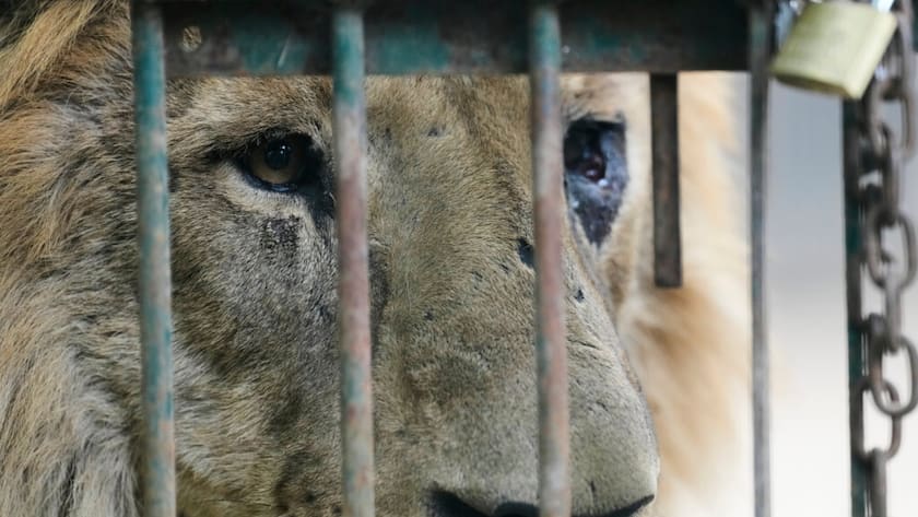 Die Betreiber kündigten am Dienstag die endgültige Schliessung des Privatzoos und die Tötung der Raubkatzen an. (Archivbild)
