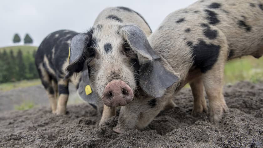 Bei Schweinen nahm die Verwendung von Antibitotika ab. (Archivbild)
