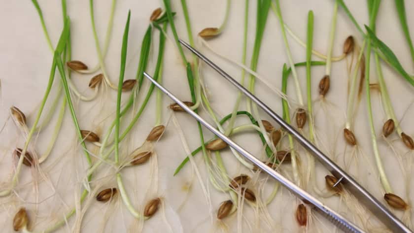 ARCHIV - Pflanzensamen werden im Keimlabor des im Leibniz-Instituts für Pflanzengenetik und Kulturpflanzenforschung (IPK) in Gatersleben untersucht. Foto: Matthias Bein/dpa