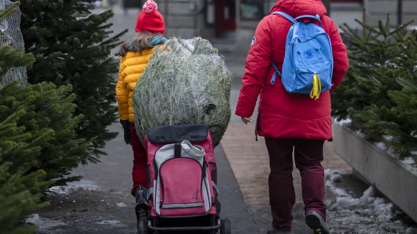 Alle Jahre wieder: In der Schweiz ist der Tannenbaum ein fester Bestandteil der Weihnachtstradition. Jährlich werden 1,7 Millionen Christbäume verkauft. (Archivbild)
