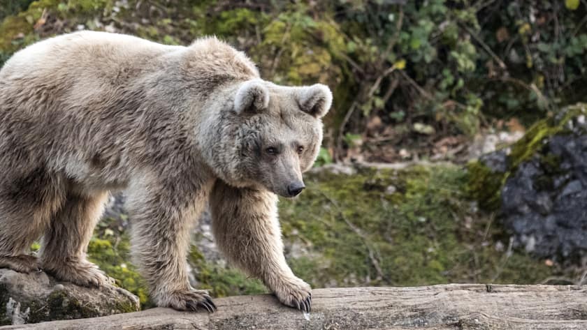 Im Herbst dick, im Frühling mager: Braunbären verändern sich im Jahresverlauf stark. Umso schwieriger ist es, die einzelnen Bären voneinander zu unterscheiden. (Archivbild)