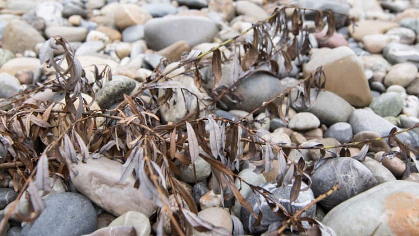 Damit ein Flussbett nicht austrocknet, müssen Wasserkraftwerke eine bestimmte Menge an Wasser im Fluss lassen: das sogenannte Restwasser. (Symbolbild)