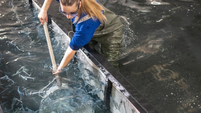 Erntefrisch: ESG-technisch und aus kulinarischer Sicht schlagen die Shrimps aus Rheinfelden importierte Produkte um Längen.