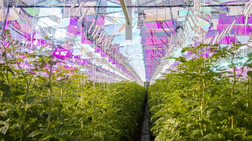 Voltiris Solaranlage Gewächshaus