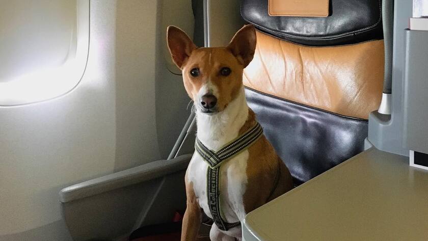 <p>Soll der Hund mit auf den Flug? Bark Air macht es möglich.</p>