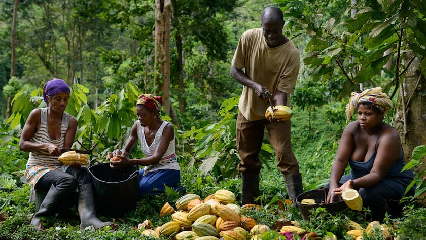 Nachhaltiger Kakao: Vom Öffnen der Kakaofrüchte im Ursprungsland – im Bild der afrikanische Inselstaat São Tomé und Príncipe – über die hauseigene Sensorikprüfung bis hin zum Conchieren in der Manufaktur im schwyzerischen Ibach: Die Max Felchlin AG legt viel Wert auf Qualität sowie Transparenz und Fairness mit den Partnern vor Ort.