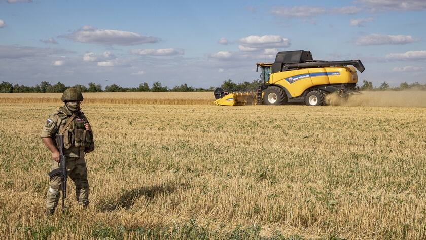 Getreidefeld in der Ukraine, bewacht von einem Soldaten.