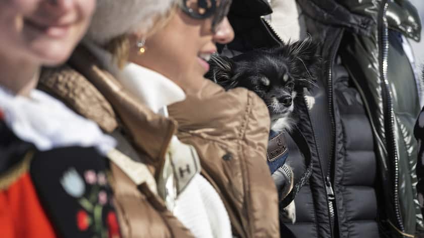 Ein Hund auf dem Arm eines Mannes waehrend einer Siegerehrung, fotografiert im Rahmen des White Turf, am Sonntag, 20. Februar 2022 in St. Moritz. (KEYSTONE/Christian Beutler)