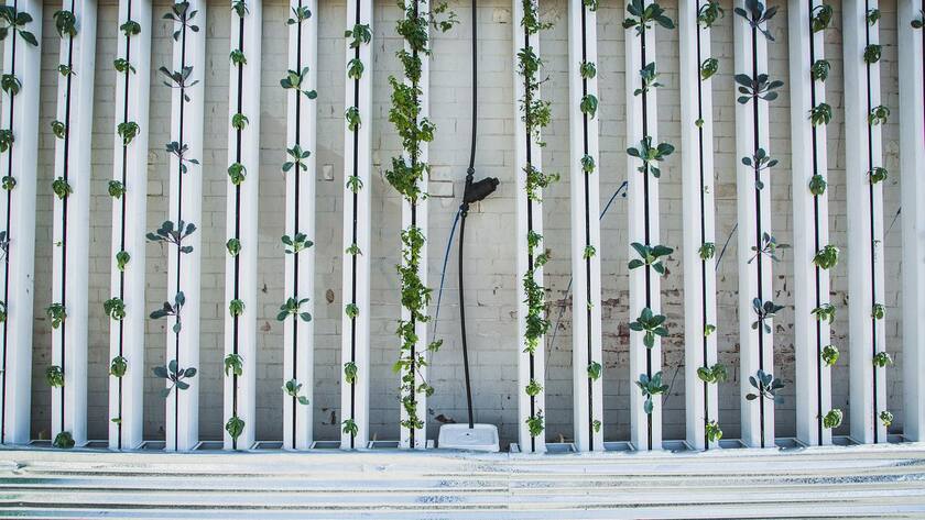 Vertikale Wand einer Vertical Farming Anlage.