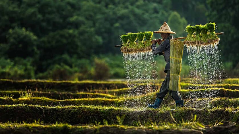Reisbauer in Asien bei der Arbeit.