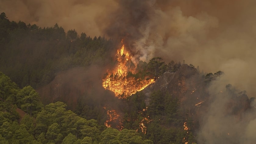 The flames advance through the forest near the town of El Rosario, as wildfire continues to burn on Tenerife, Canary Islands, Wednesday, Aug. 16, 2023.