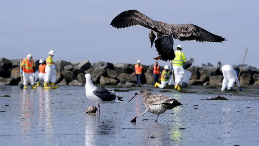 Birds are seen as workers in protective suits clean the contaminated beach after an oil spill in Newport Beach, Calif., on Wednesday, Oct. 6, 2021.