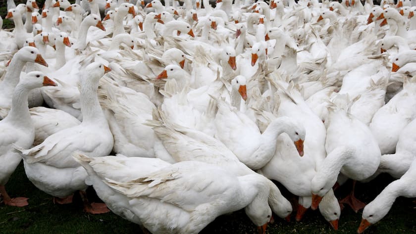 Gaense laufen am Montag, 7. Dezember 2009, in einem Freilauf auf einem Bauernhof in Neumarkt-St. Veit, Bayern. Der Gaensebraten gilt in Deutschland als Festtagsbraten zur Weihnachtszeit. (AP Photo/Matthias Schrader) Geese stand in their pen in a farm in Neumarkt-St. Veit, southern Germany, on Monday, Dec. 7, 2009. Roasted goose is the traditional German christmas feast. (AP Photo/Matthias Schrader)