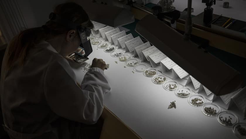 Ein Arbeiter des russischen Diamanten-Unternehmens Alrosa arbeitet mit rohen Diamanten.