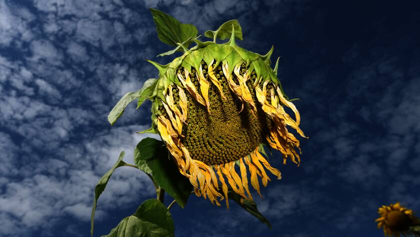 Eine Sonnenblume im Gewitter