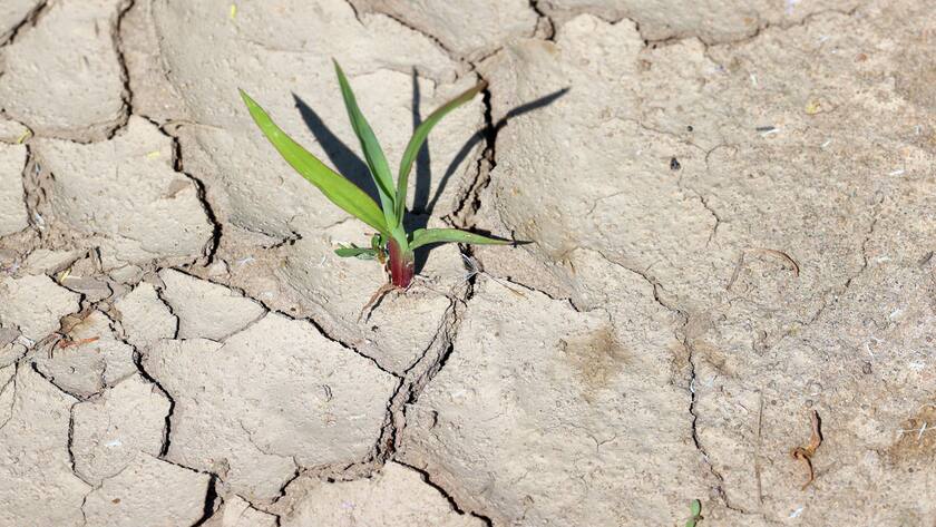 Pflanze auf trockenem Boden