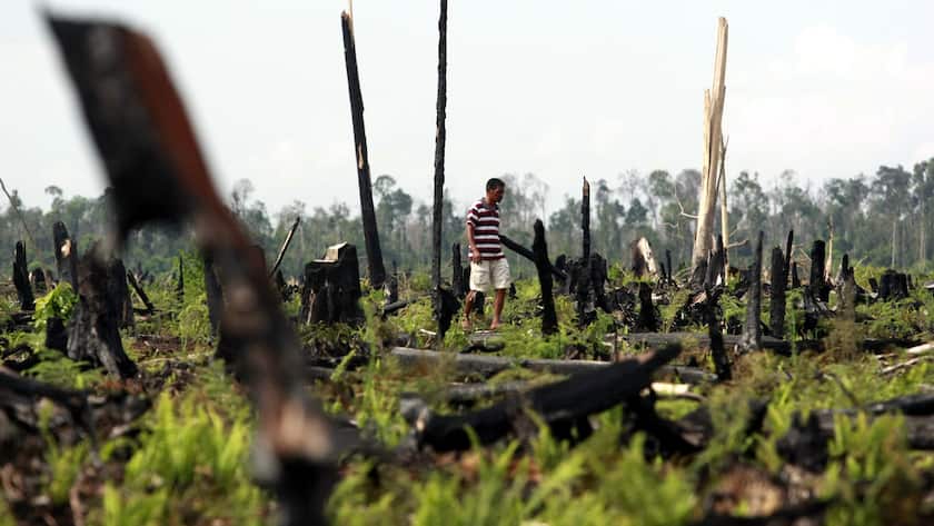 Ein indonesischer Arbeiter im von Abholzung geprägten Kuala Cenaku in Indonesien.