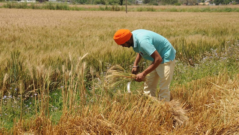 Indischer Bauer arbeitet auf dem Feld