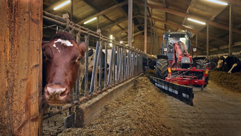 21.09.2023, Bayern, Jengen: Ein Landwirt füttert am frühen Morgen die Kühe in seinem Kuhstall. Am 21.9. findet in Berlin eine Festveranstaltung zum 75-jährigen Bestehen des Deutschen Bauernverbands statt. Foto: Karl-Josef Hildenbrand/dpa +++ dpa-Bildfunk +++ (KEYSTONE/DPA/Karl-Josef Hildenbrand)