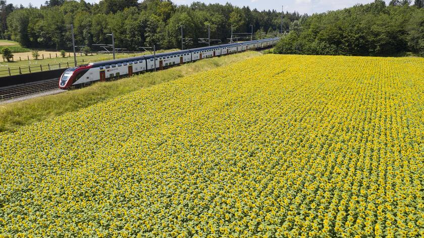 Ein Feld voller Sonnenblumen am 16. Juli 2019 in Rupperswil. (KEYSTONE/Gaetan Bally)