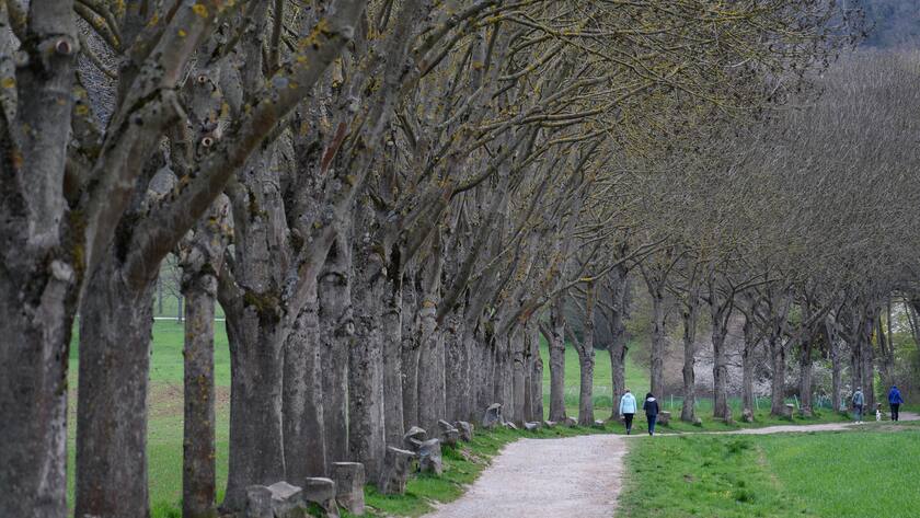Hessen, Kassel: Spaziergänger gehen an einer Allee mit Eichen mit dazugehörigen Basaltsteinen des Aktionskünstlers Joseph Beuys entlang.