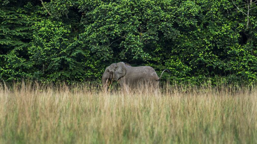 Ein seltener Wald-Elefant in Gabun