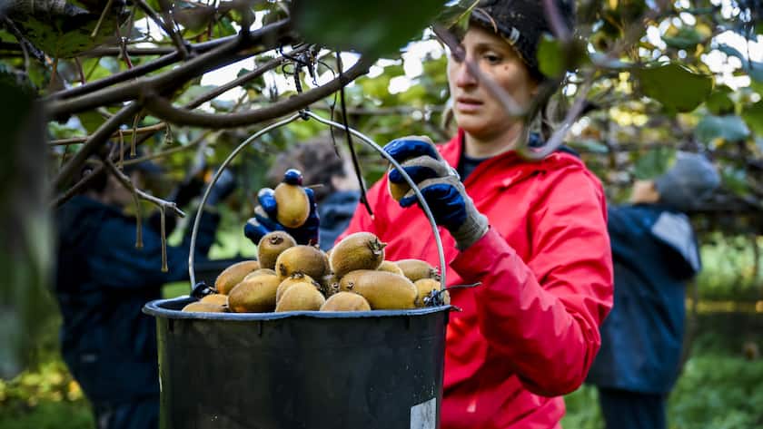 Une ouvriere recolte des kiwis sous les lignes de pergolas sur le domaine de la Pecherie et de la Fresaire le jeudi 10 novembre 2022 a Allaman. Le producteur Mathias Faeh, possede la principale production indigene de kiwis sur La Cote avec une surface de 20 hectares. (KEYSTONE/Jean-Christophe Bott)