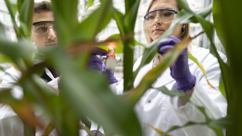 Alles im grünen Bereich, auch was den Börsengang in Shanghai angeht: Forschende bei Syngenta im aargauischen Stein.