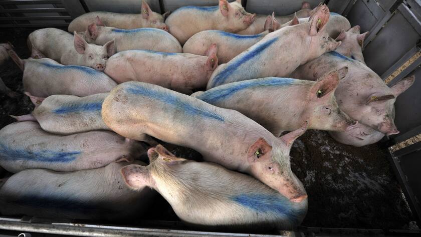 Pigs are transported from their pigpens on a farm in the canton of Berne, Switzerland, to the slaughterhouse in Basel in a cattle truck, pictured on November 17, 2009. (KEYSTONE/Georgios Kefalas)Schweine werden am 17. November 2009 von ihrem Stall auf einem Bauernhof im Kanton Bern mit dem Viehtransporter in den Basler Schlachthof gebracht. (KEYSTONE/Georgios Kefalas)