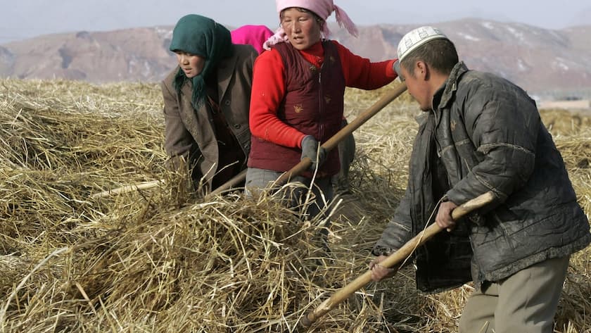 Chinesische Landwirtschaft