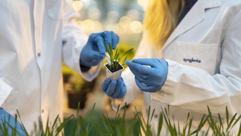 Syngenta-Mitarbeiter betrachten infizierte Weizenpflanzen fuer Wirkstofftests in einem Gewaechshaus, fotografiert am Mittwoch, 17. November 2021 in Stein, Aargau. Das Hauptaugenmerk der Syngenta Forschung in Stein liegt auf der Entdeckung und Charakterisierung neuer insektizider, fungizider und nematizider Wirkstoffe, sowie der Unterstuetzung von Pflanzenschutzmittel auf dem Markt. (KEYSTONE/Gaetan Bally)