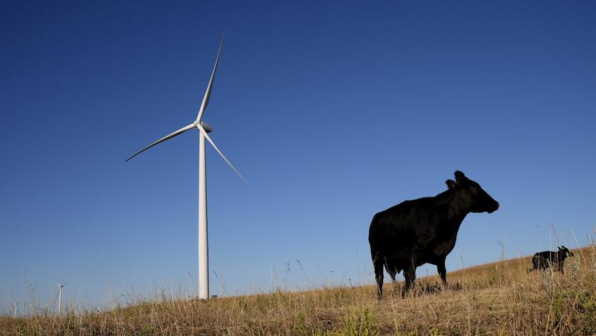 A wind turbine towers above grazing cattle at the Smoky Hills Wind Farm on Sunday, Sept. 29, 2024, near Ellsworth, Kan. (AP Photo/Charlie Riedel)