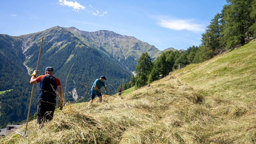 Hier heuen Corporate Volunteers in Vnà im Engadin.