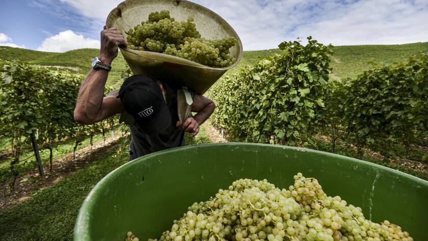 Eine Person giesst im Weinberg des Weinguts Vouga die Trauben in eine Schüssel.