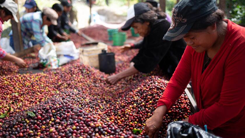 Fairtrade in Honduras: Die Kaffee-Organisation Comsa setzt auf biologischen Anbau und gerechten Handel.