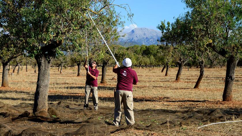 Schlechte Bilanz: Der Wasserverbrauch für den Anbau von Mandeln ist sehr hoch.