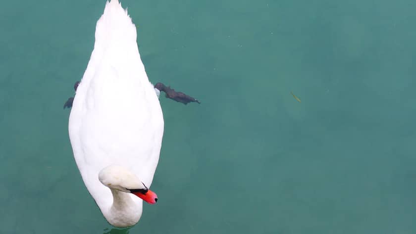 Was passiert, wenn der Grüne Schwan kommt? Grüner Schwan