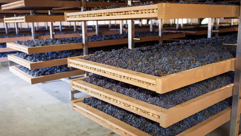 <p>Im Fruttaio werden die Trauben für Amarone und Recioto getrocknet. Zugelassen sind folgende rote Sorten: Corvina, Rondinella, Molinara sowie Corvinone und andere authochthone Sorten.</p>