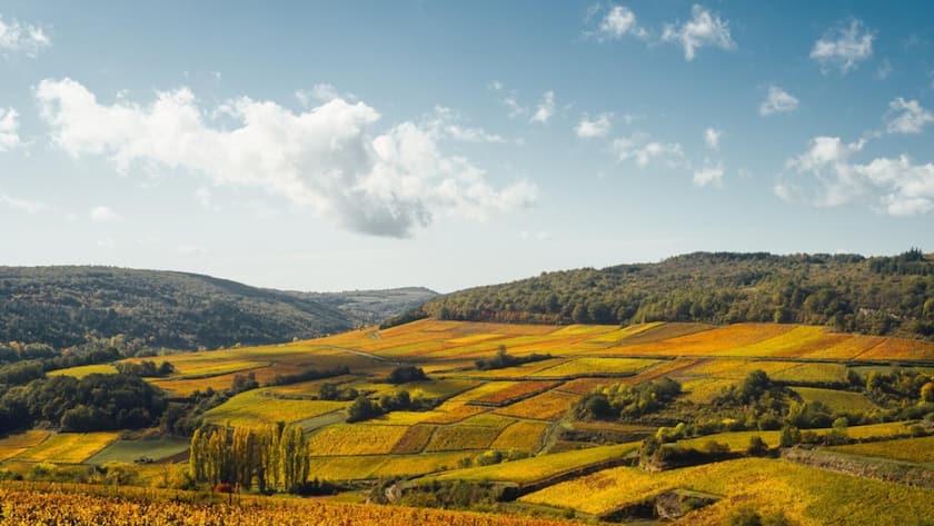 <p>An der Côte d'Or werden die besten Rebparzellen teils zu Unsummen gehandelt.</p>