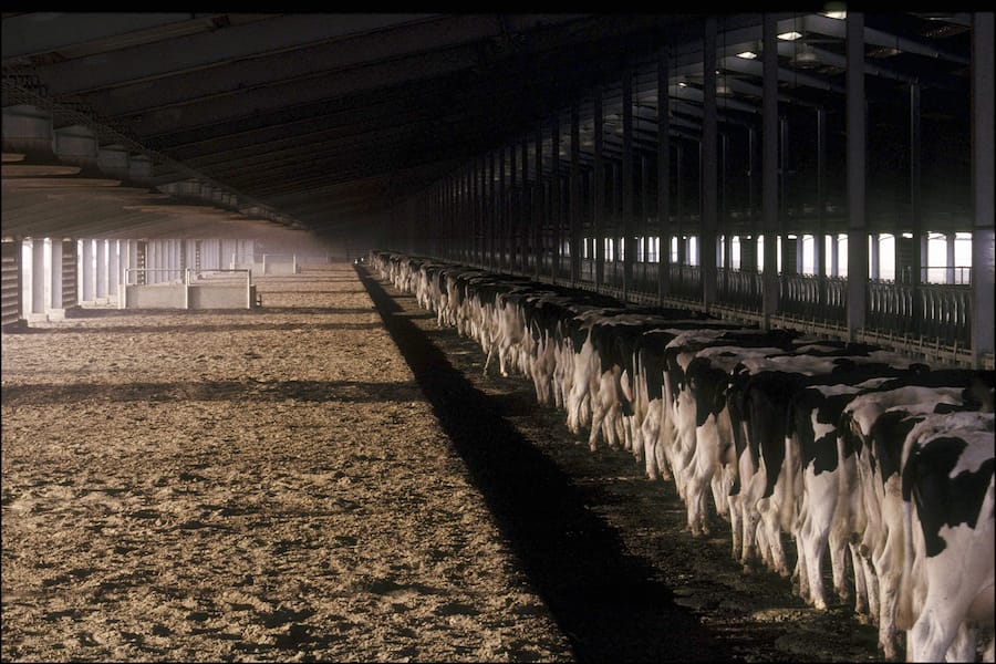 50°C - The stables are connected to outdoor areas - Everything on the farm is controlled by machines and runs automatically in Saudi Arabia in June, 2002.  (Photo by Yves GELLIE/Gamma-Rapho via Getty Images)