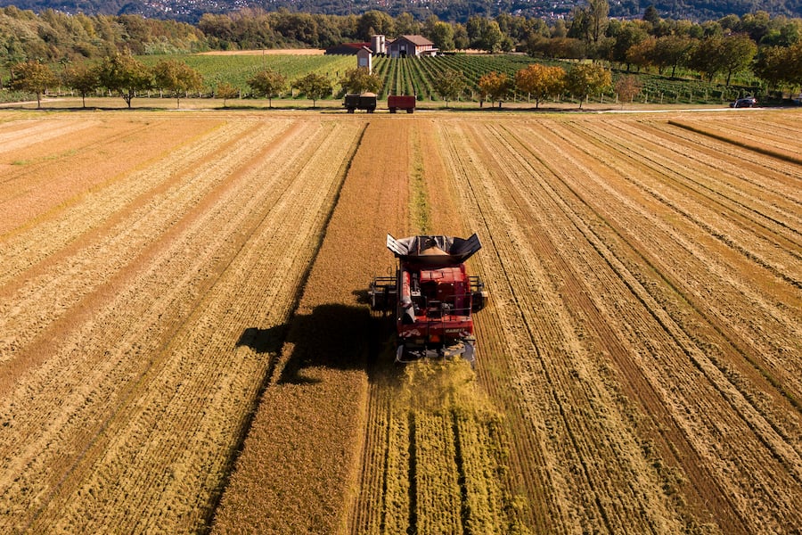 Reisernte in der Schweiz