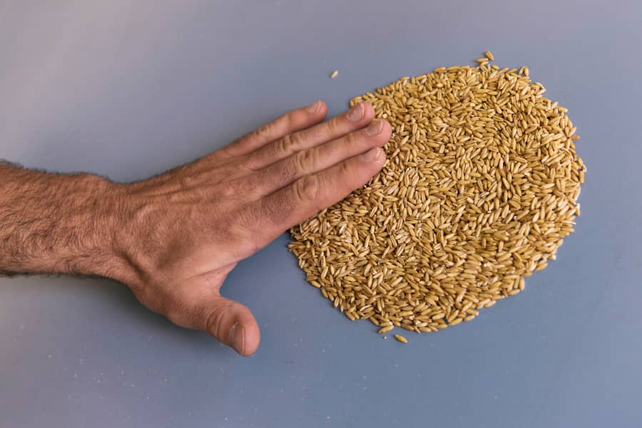 An employee examines the grain quality at the grain mill Swissmill in Zurich, Switzerland, on May 30, 2016. Swissmill is a subsidiary of the Coop Group and mills over 200'000 tonnes of grain, thus producing more than 100 different types of flour, semolina and flakes. (KEYSTONE/Christian Beutler)