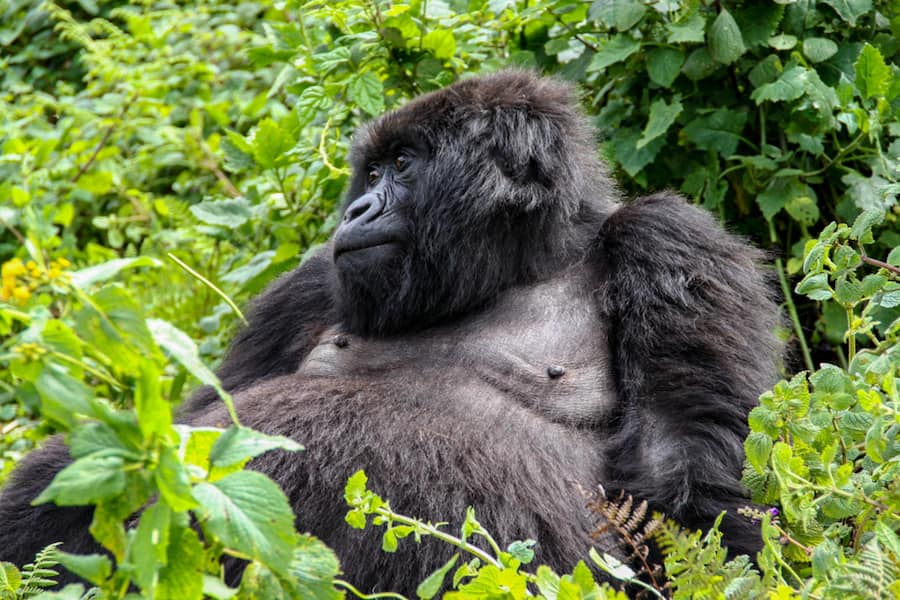 <p>Ruanda gehört zu den günstigsten Reiseländern. Die grösste Attraktion des Landes sind die wilden Berggorillas.</p>