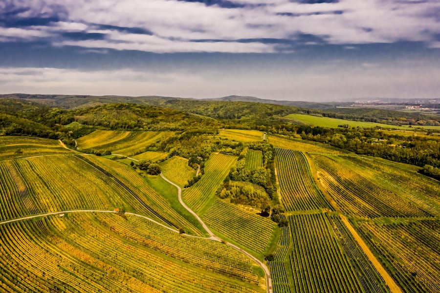 <p>«Altes Weingebirge» heisst diese Landschaft im Mittelburgenland. Die Region gilt als das Kompetenzzentrum für Blaufränkisch.</p>