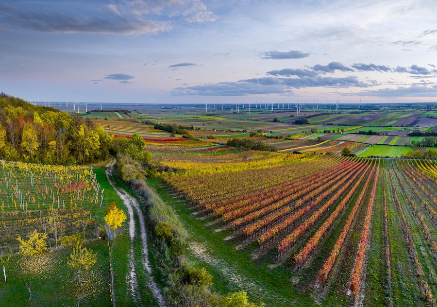 <p>Der Spitzerberg ganz im Osten der Region Carnuntum ist mit seinen kargen Böden ein ganz besonderes Terroir für Blaufränkisch. Geologisch gehört die Erhebung bereits zu den Karpaten.</p>