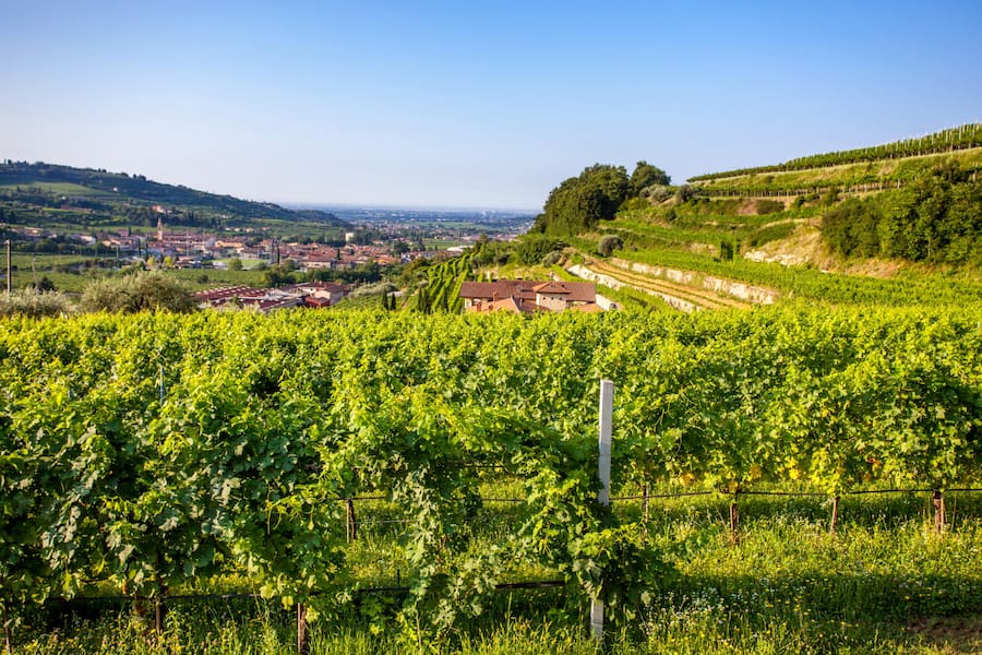 <p>Rebberge rund um den Ort Sant' Amborgio di Valpolicella. Die Hügellandschaft liegt in Venetien zwischen Verona und dem Ostufer des Gardasees.</p>
