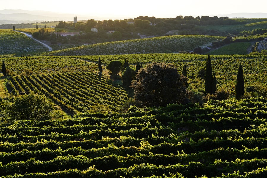 <p>Rebberge in Châteauneuf-du-Pape. 13 Rebsorten sind für den berühmten Rotwein zugelassen.</p>