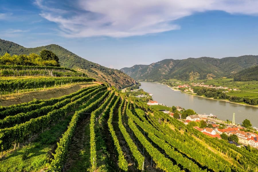<p>Die Wachau mit den steilen Rebterrassen über der Donau ist eines der besten Anbaugebiete für Grünen Veltliner in Österreich.</p>