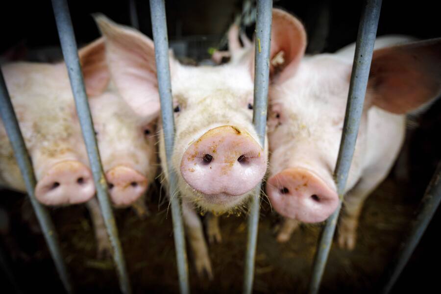 Schweine stehen auf einem Bio-Bauernhof in einem Stall und stecken ihre Ruessel durch das Gitter. Lanke, 10.07.2017. Lanke Deutschland PUBLICATIONxINxGERxSUIxAUTxONLY Copyright: xThomasxTrutschel/photothek.netx
Pigs Stand on a Bio Farm in a Stable a…